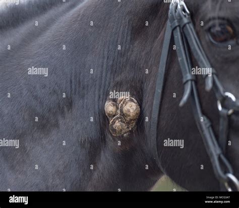 Warzen Auf Einem Pferd Stockfotografie Alamy