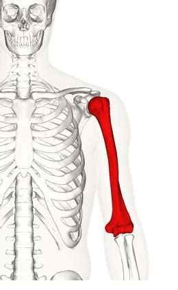 human anatomy clavicle bone