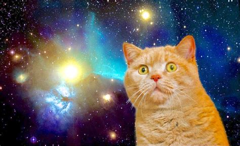 Cats In Space Wallpaper Images Pictures Findpik 1 1 Nvh