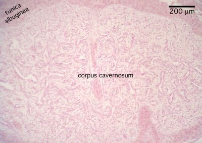 Miscellanous Male Histology Corpus Cavernosum Labels Histology