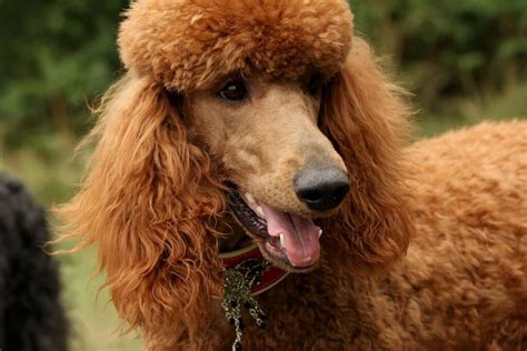 Standard is an indian brand of automobile which was produced by standard motor products of india limited in madras from 1951 to 1988. Layla, Red Standard Poodle | Poodle puppy, Poodle, Poodle dog