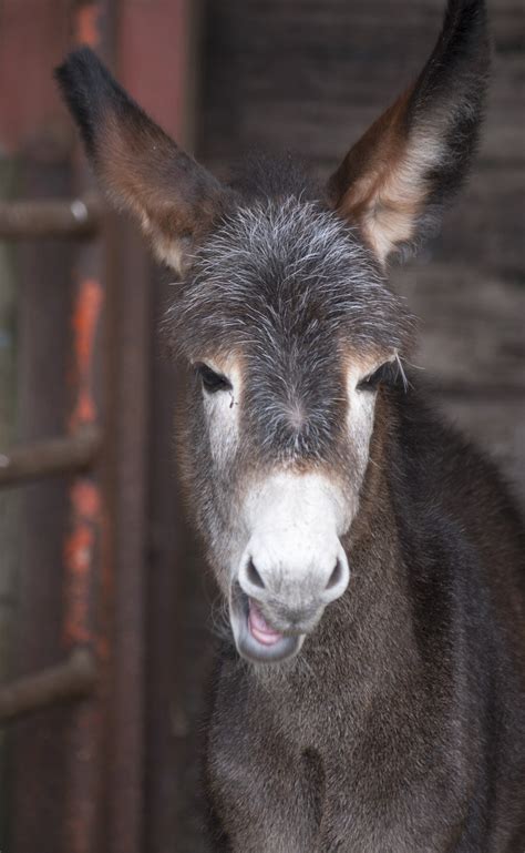 Donkey Funny Face Free Stock Photo Public Domain Pictures