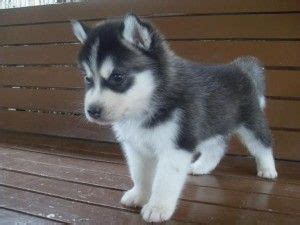 Place a free ad today! White and black siberian husky puppies are for sale in ...