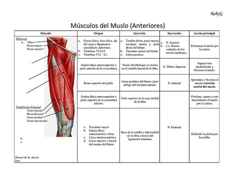 Resumen Músculos Del Muslo Anteriores Ana Claudia Lázaro Chunga Udocz