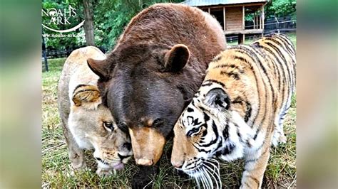 Bär, Tiger und Löwe: Drei starke Freunde mit Geschichte on Vimeo