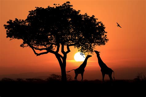 Giraffes At Sunset In Africa 3 By Bouzid27 On Deviantart