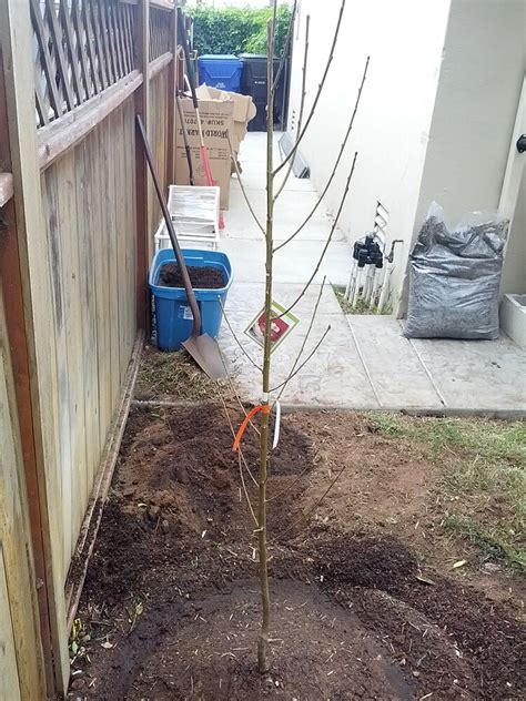 Pruning Cuts To A Heavily Branched Bare Root Nectarine General Fruit