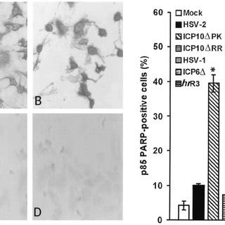 The herpes simplex virus is categorized into 2 types: (PDF) The Herpes Simplex Virus Type 2 R1 Protein Kinase ...