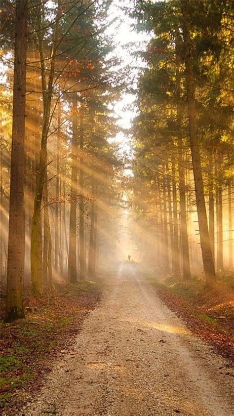Download Sunlight Through The Path In The Woods Wallpaper