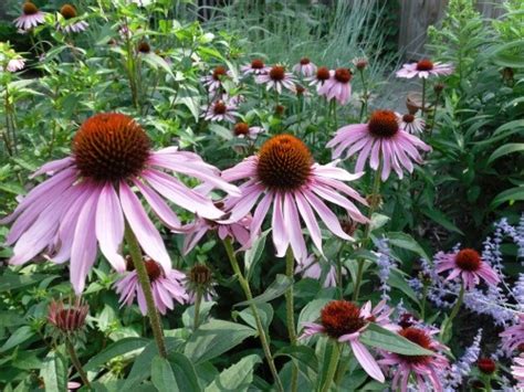 Check spelling or type a new query. 22 best Illinois Native Plants images on Pinterest ...