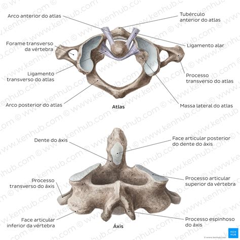 Coluna Cervical Anatomia Ligamentos Músculos E Nervos Kenhub
