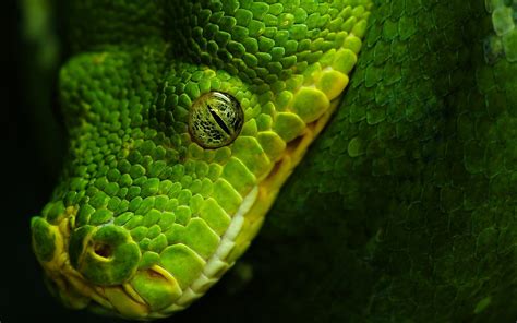 Wallpaper Animals Nature Snake Wildlife Serpent Biology Leaf