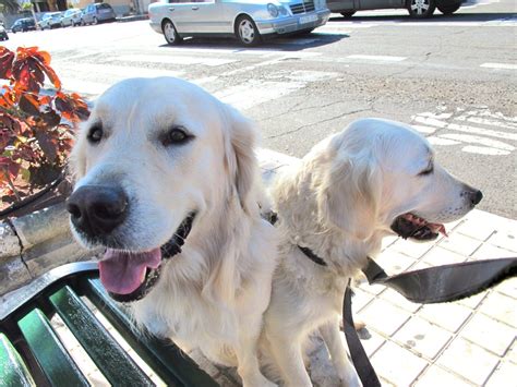 What does a golden retriever look like. The Truth About English Cream (White) Golden Retrievers ...
