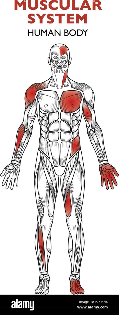 El Cuerpo Humano El Sistema Muscular El Hombre De La Anatomía Vista