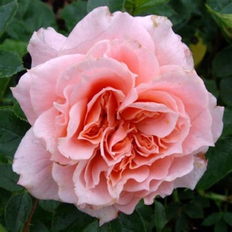 Rose Bushes Called Jean Garden Plant