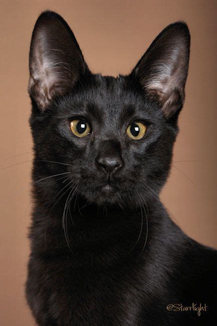 F1 serval queen | savannah cat breed. a black Savannah cat. So awesome looking. Really unique ...