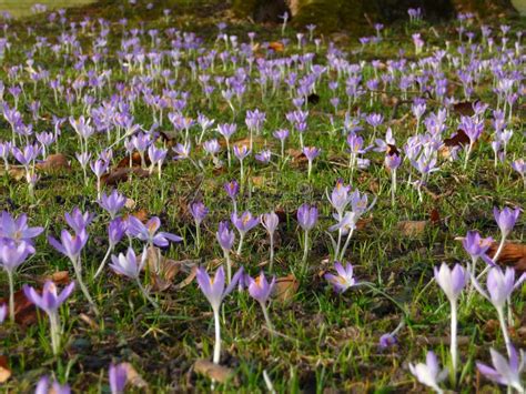 Field Of Small Blue Winter Flowers In Public Park Stock Photo Image