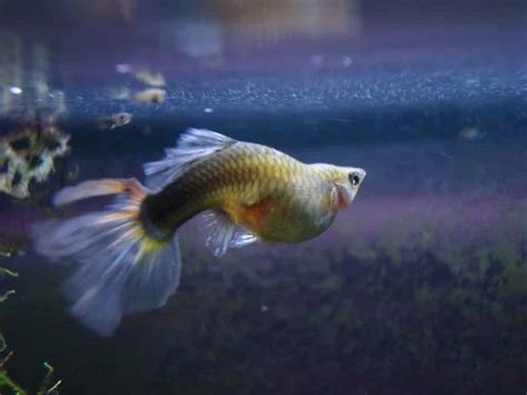 Nos Peixes Conhecidos Como Guppies