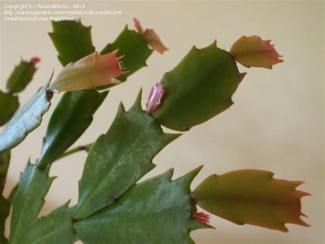 As you can see from the photos, the plant was over grown before i got it around christmas 2009 for $20. PlantFiles Pictures: Schlumbergera, Crab Cactus, Holiday ...