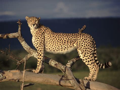 Cheetah Wildlife Animal Safaris African Safari