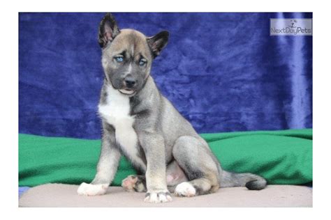 Agouti husky puppy for sale. Balto Dm Agouti: Siberian Husky puppy for sale near ...