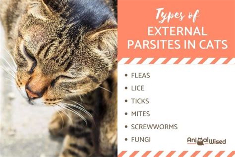 Most Common Types Of External Parasites On Cats Feline Skin Parasites