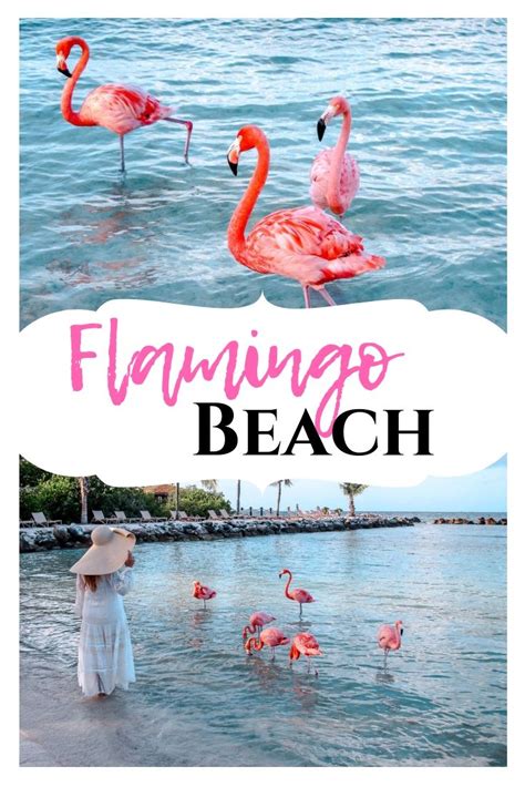 Flamingo Beach The Ultimate Guide For Visiting These Beauties In Aruba