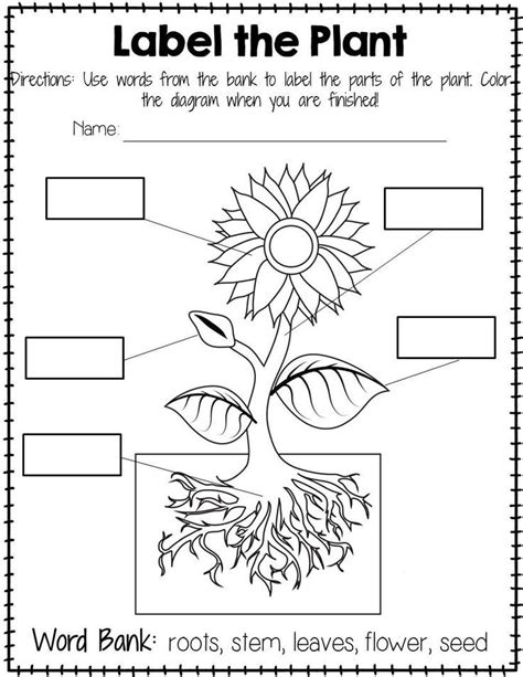 Free Printable Parts Of A Plant Worksheet Coloring Pages