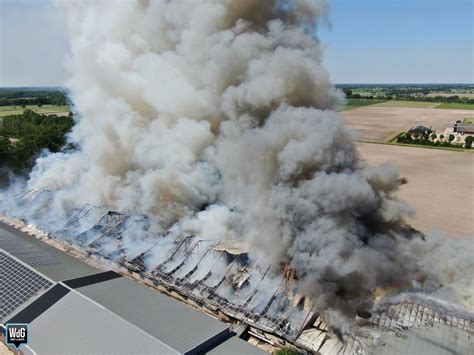 De brandweer was druk bezig het vee te bevrijden. Grote stalbrand in Nederweert
