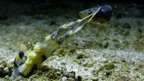 Peacock Mantis Shrimp Punch Video