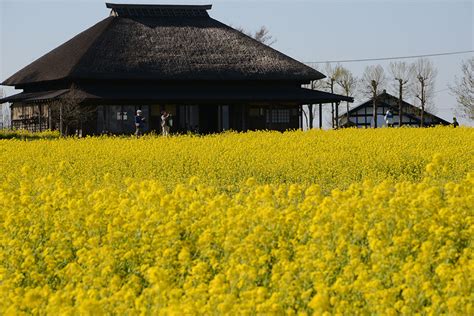 Sur.ly for wordpress sur.ly plugin for wordpress is free of charge. 福島潟の菜の花が見ごろを迎えています★（※写真は2019年4月16 ...