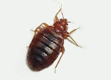 According to a survey, the most commonly infested places are the mattress (98.2%), boxspring. Lance Exterminating | Bed BugsLance Exterminating | Bed ...