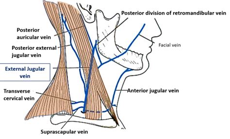 Neck External Jugular Vein Platysma Anatomy Qa