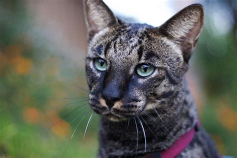 Spotted Love Savannah Cat Blog Windows To The Soul