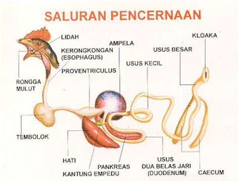 saung ayam hias bogor: Bagaimakah ayam kita mencerna makanannya?