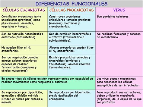 Diferencias Entre Virus Y Bacterias Cuadro Comparativo Cuadro Comparativo