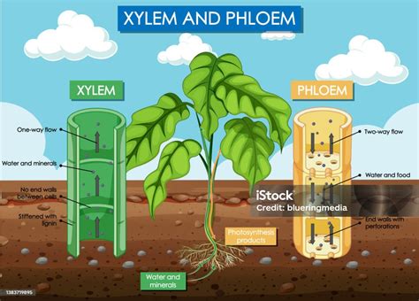 Diagram Showing Xylem And Phloem Plant Stock Illustration Download