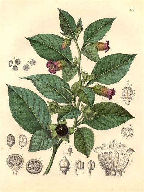 The american flora by a. Belladona / deadly nightshade ( Atropa belladona ...