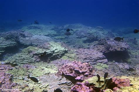 Noaa Coral Reef Ecosystem Reserve Seeks Advisory Council