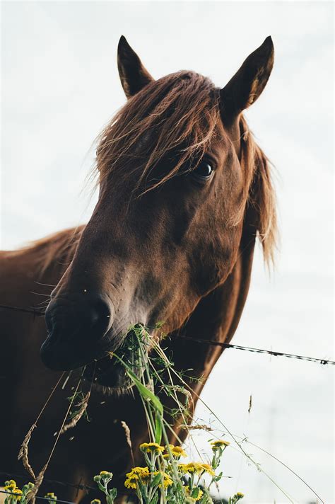 Brown Horse Eating Grass During Cloudy Sky Hd Phone Wallpaper Peakpx