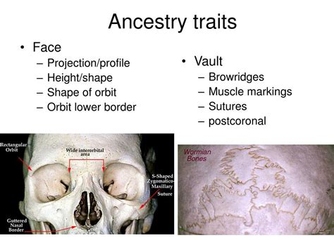 Ppt Ancestryrace Determination Using The Human Skeleton Powerpoint