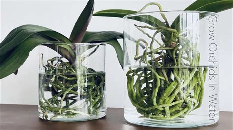 How To Take Care Of Orchids In Water Not As Crazy As You Think