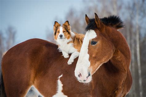 Draft Horse And Red Border Collie Dog Stock Photo Download Image Now