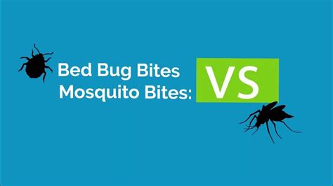 How To Tell The Difference Bed Bug Bite Vs Mosquito Bite Youtube