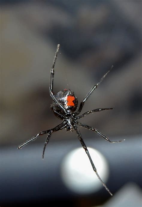 There are more than 50,000 types of spiders in the world. How to Identify Venomous House Spiders