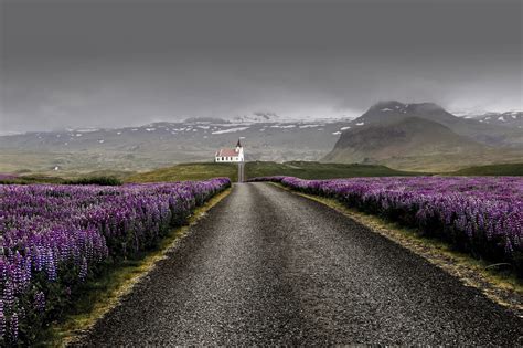 What You Need To Know About Lupine Flowers In Iceland