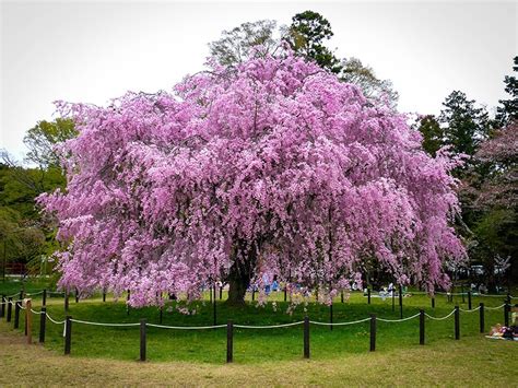 Pink Weeping Cherry For Sale Online The Tree Center