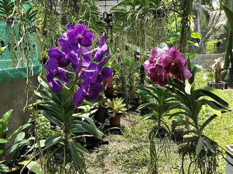 Vanda Orchids A Beginners Guide Agriculture Monthly