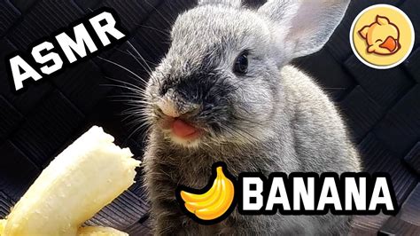 Rabbit Eating Banana Asmr Bunny 🐇02 Bunnies Asmr Youtube