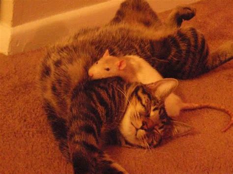 19 Unusual Photos Of Cats And Mice Being Best Friends